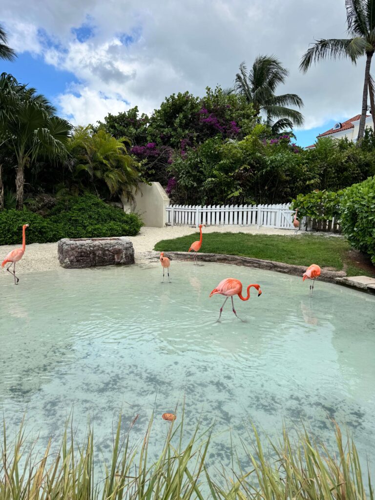 Flamingos at baha mar